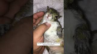 This girl rescued a weak baby squirrel in her backyard and raised it #animalshorts #squirrel