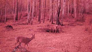 ГУРАН НЕ ДАЕТ КОСУЛИ ПОЕСТЬ СОЛЬ