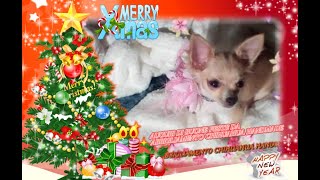 WE WISH YOU A MERRY CHRISTMAS AND HAPPY NEW YEAR WITH THE CHIHUAHUAS