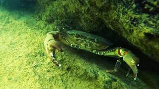 PESCA DE JAIBAS EN HERMOSO RIO DE REPÚBLICA DOMINICANA