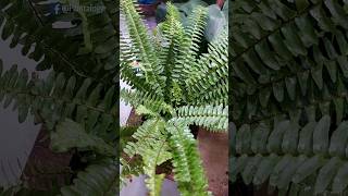 3 Quick Care Tips for Boston Fern Healthy Growth - Boston Fern Care