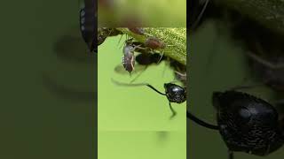 इंसानो से पहले चीटियां🤯ants domesticate aphids #shorts