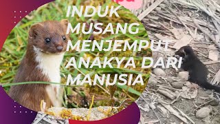 Viral!! Induk musang menjemput anaknya dari manusia di Kalimantan#Short