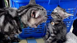 FUNNY CAT MEMES COMPILATION #24