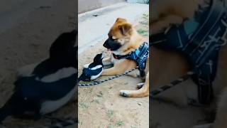 doggy vs bird baby 🍼#birds#dog#doglover#shorts#shorts#short#short#youtubeshorts