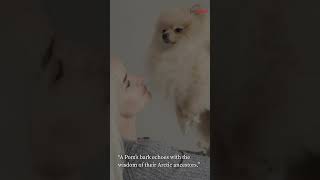 5 Heartwarming Pomeranian Dog Quotes 🐾❤️