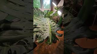 So impressive. #monsteramonday #monsteradeliciosaking #massiveleaves #fenestration