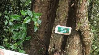 SOOCHIPPARA WATERFALL, WAYANAD