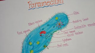 How to draw Paramecium / Paramecium structure drawing step by step