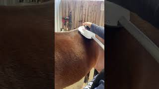 WATCH THIS PONY’S REACTION TO PEMF 🐴⚡️ #pemf #pony #equestrian