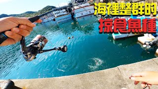 北海岸整群的掠食魚種進駐漁港