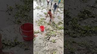 Parents protect their young #gofishin# fishing #video #fishingtechniques #fishinglife #bhojpuri