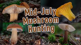 Mushroom Hunting - Mid July 2024 - Mushrooms, Houby, Grzyby, Funghi, Porcini, Boletus, Summer cep