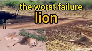 10 worst painful moments of lions when battle in wildlife#Trending2. #Explore3. #Viral4. #Adventur #