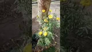 garden 🏡#beautifulnature #youtubeshorts #viral plz subscribe My channel plz