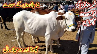 Malir Mandi Chota Maal Update 2023 | Chota Or Darmiyana Maal Malir Mandi | Cow Mandi Karachi |