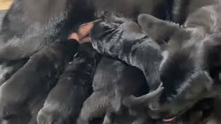 German shepherd Babies are Now Sixteen Days Old | LOTS of Changes Coming in the Days Coming Up!!!