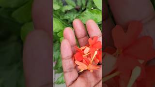 complete short video on kanakambaram plant pruning and fertilizing #shorts #plants #garden #seattle