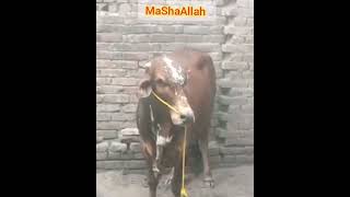 MaShaAllah Beautiful Qurbani ka Janwar | @My style My Vlog