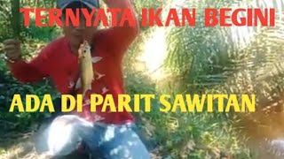 MANCING IKAN DIPARIT‼️Nggak Nyangka Dapat Ikan Seperti Ini  #mancing@NengChilaChilatoz #diparit