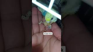 budgie chick feeding #shorts #budgies #budgiebaby #birdchick #motherbird #feed #lovebirds #care