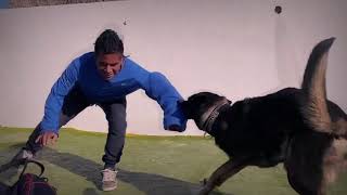 PERRO GUARDIÁN PROTEGIENDO SU HOGAR