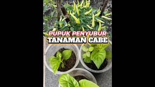 Pupuk penyubur tanaman cabe