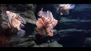 #Aqua #Aquarium #Marine Aqua Life and Nature - Beautiful Fish - Amazing Underwater Marine Life