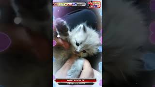 baby cute cat /cute cat /beautiful cats /funny cat /cat comedy