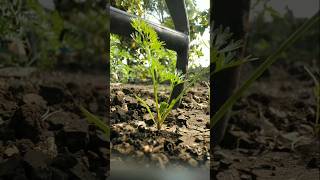 The carrot plants have grown so big #nature #farming #carrot #shorts