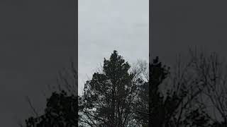 Noisy Crow on the Top of Tree | Crow Voice | 28th March 2024 | #Shorts