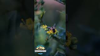 Mesmerizing Honey Bee on Flower #nature #wildlife #viral #viralvideo #short #shorts #honeybee #bees