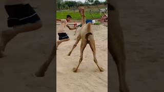 Wow😱#camel #animals #crazy #danger #movement #scene #style #shorts