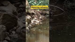 #fypシ #viral mancing seluang santui