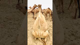 Big camel of Pakistan 🇵🇰 #shorts  #shortvideo  #youtubeshorts