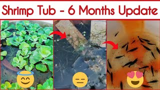 Shrimp Tub - 6 Months Update | Moving #Shrimps to New Glass Aquarium | Tamil