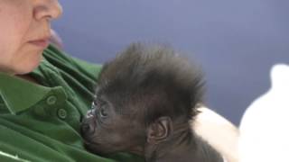 Baby gorilla at Bristol Zoo developing well