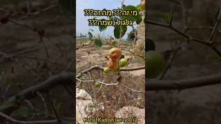 מה זה? מי זה? גלגול נשמה?