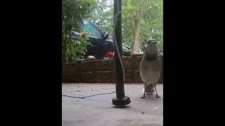 Morning visitor to the front ring camera. A beautiful Bluejay.