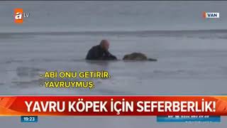 Yavru Köpek İçin Seferberlik