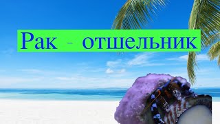 Рак-отшельник в моем аквариуме.