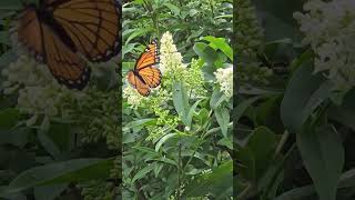 Butterfly feeding on the Privet