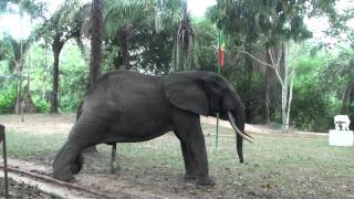 Gentil the elephant chases a cameraman at Nouabale-Ndoki National Park HQ, Bomassa, Congo