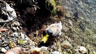 Ente essen auf Eibsee