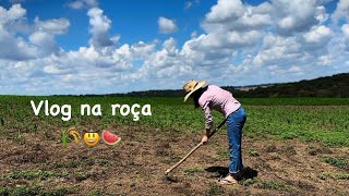 Vlog na roça /carpindo as melancias 🍉 🌾🤠