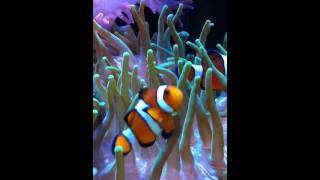 Clowns and their anemones