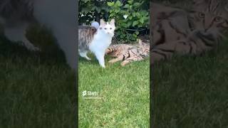 Cat siblings at play | Geschwisterliebe - Geschwisterhiebe😹lustige Katzenvideos 😻 #shorts #cats