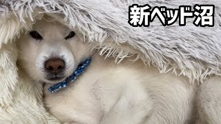 新ベッドに沼った白柴犬がお散歩後も直行していて可愛すぎましたw