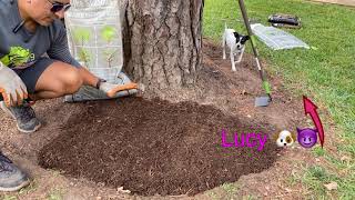 How to apply mulch to a garden bed in 5 easy steps.