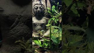 Handcrafted Buddha Aquarium – A $535 Masterpiece of Tranquility!